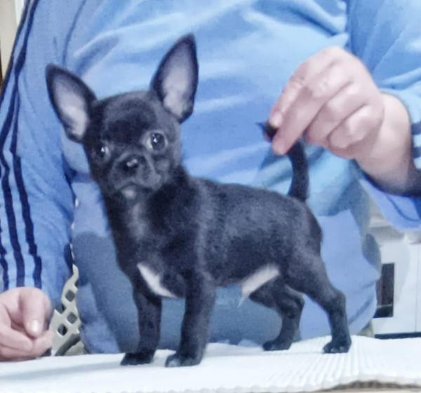 Щенок чихуахуа мини мальчик чёрного окраса